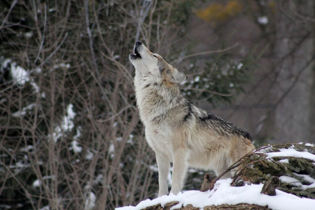 Mastering the Werewolf Look